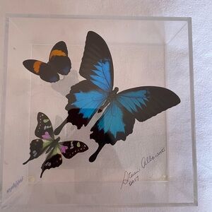 Blue and Black Butterfly Art Display